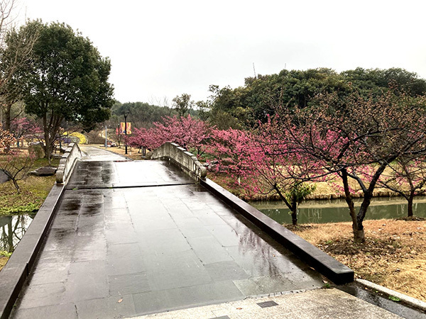 写真:河津桜1