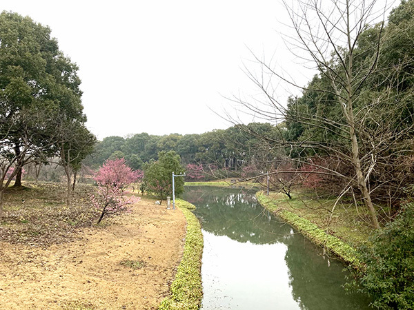 写真:河津桜2