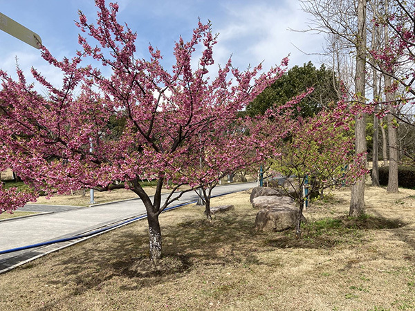 写真:河津桜3