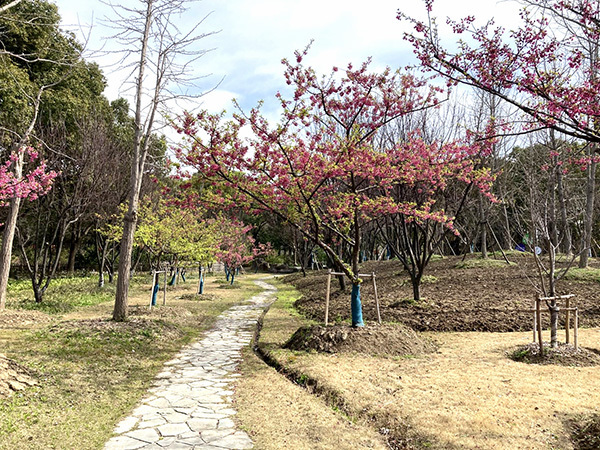 写真:河津桜4