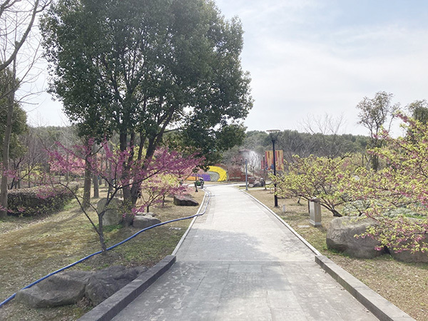 写真:河津桜5