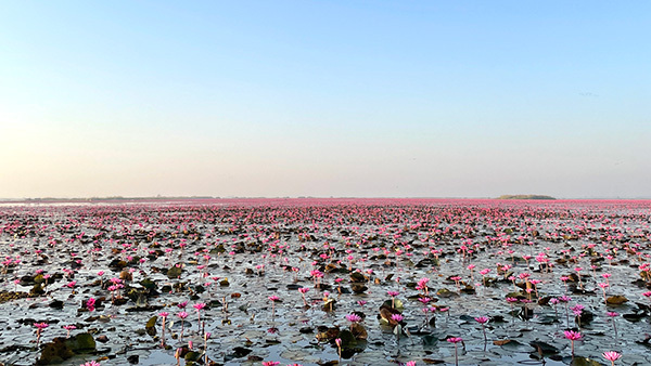 写真:一面の蓮の花