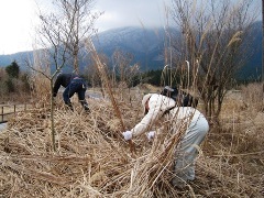 写真：坪刈り作業2