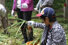 写真：タマネギ収穫1