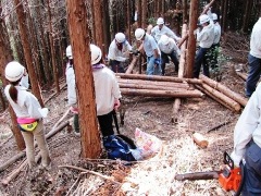 写真：枝払い、雑木の伐採作業1