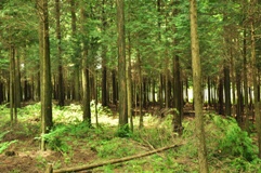 写真：森林整備7