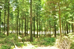 写真：森林整備12