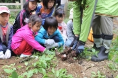 写真：11月14日活動の様子3