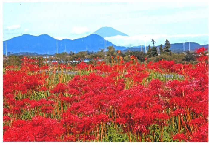 写真：太田川堤防上道路側帯