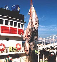 冷凍マグロ陸上げ写真