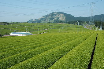 写真：静岡県牧之原地域の樹園地