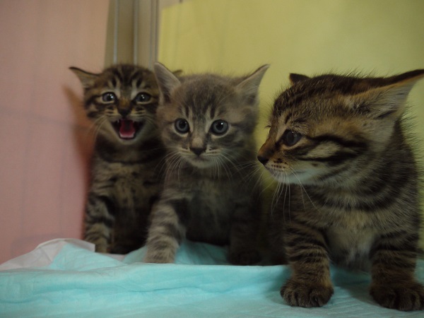 保護猫