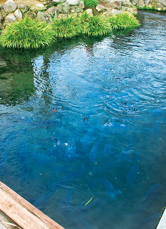 写真:泉の郷湧水公園1