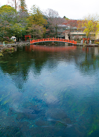 写真:湧玉池・神田川1