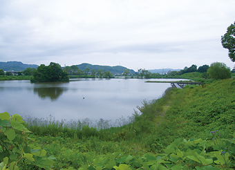 写真：麻機遊水地