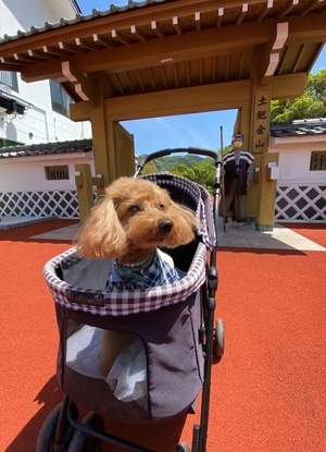 写真:わんわんカート