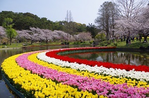 写真：チューリップの花壇