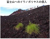 写真：富士山へのイワノガリヤスの侵入
