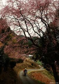 写真:入選1桜の風景
