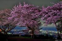 写真：入選4桜の風景