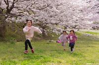 写真:入選5桜の風景