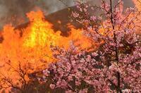 写真:入賞2桜の風景