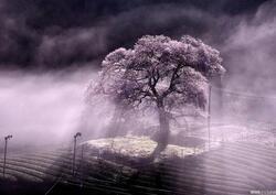 写真：準特選2桜の風景