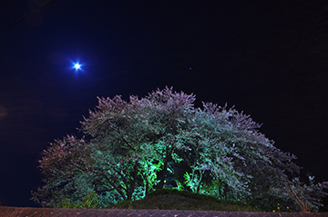 写真：平成23年度静岡県内の桜部門特選