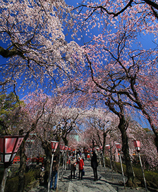 写真：平成23年度静岡県内の桜部門入選4