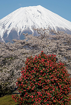 写真：平成23年度富士山と桜部門入選3