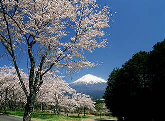 写真：平成23年度富士山と桜部門入選5