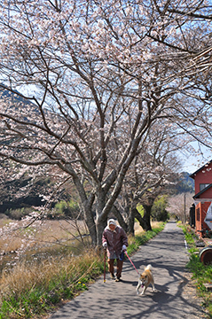 写真：平成23年度特別賞（道路利用者会議会長賞）