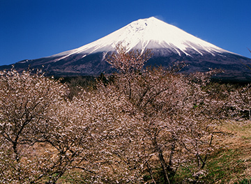 写真：平成21年度富士山と桜部門準特選1