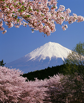 写真：平成21年度富士山と桜部門準特選2