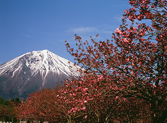 写真：平成21年度富士山と桜部門入選1