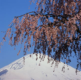 写真：平成21年度富士山と桜部門入選4