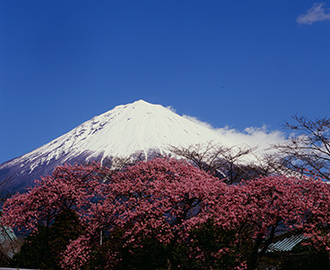 写真：平成21年度富士山と桜部門入選5