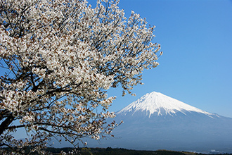 写真：平成21年度富士山と桜部門入選10