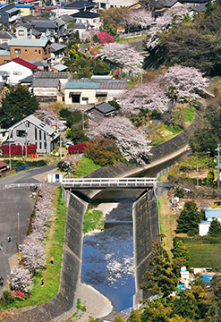 写真：平成21年度静岡県内の桜部門準特選1