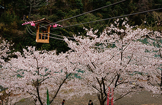 写真：平成21年度静岡県内の桜部門入選1