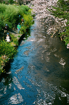 写真：平成21年度静岡県内の桜部門入選2