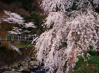 写真：平成21年度静岡県内の桜部門入選6