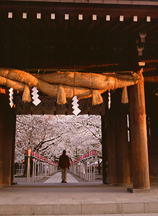 写真：平成21年度静岡県内の桜部門入選10