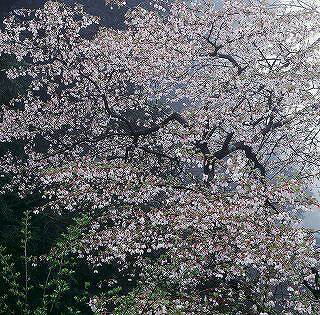 写真：静岡県内の桜部門特選