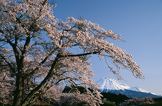 写真：平成21年度富士山と桜部門入選3