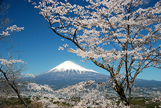 写真：平成21年度富士山と桜部門入選5