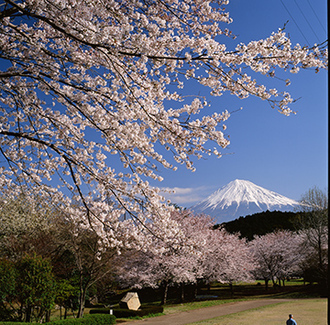 写真：平成21年度富士山と桜部門入選7