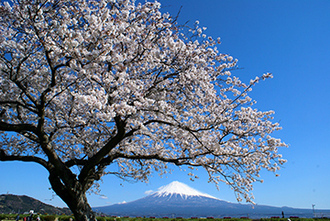 写真：平成21年度富士山と桜部門入選8