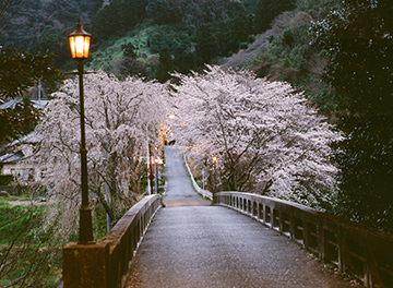 写真：平成21年度静岡県内の桜部門準特選1