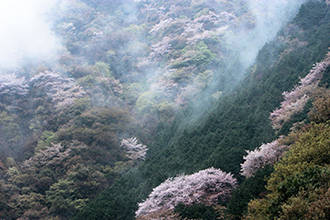 写真：平成21年度静岡県内の桜部門入選3